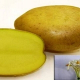 Krompir meteor: opis sorte, fotografije, recenzije